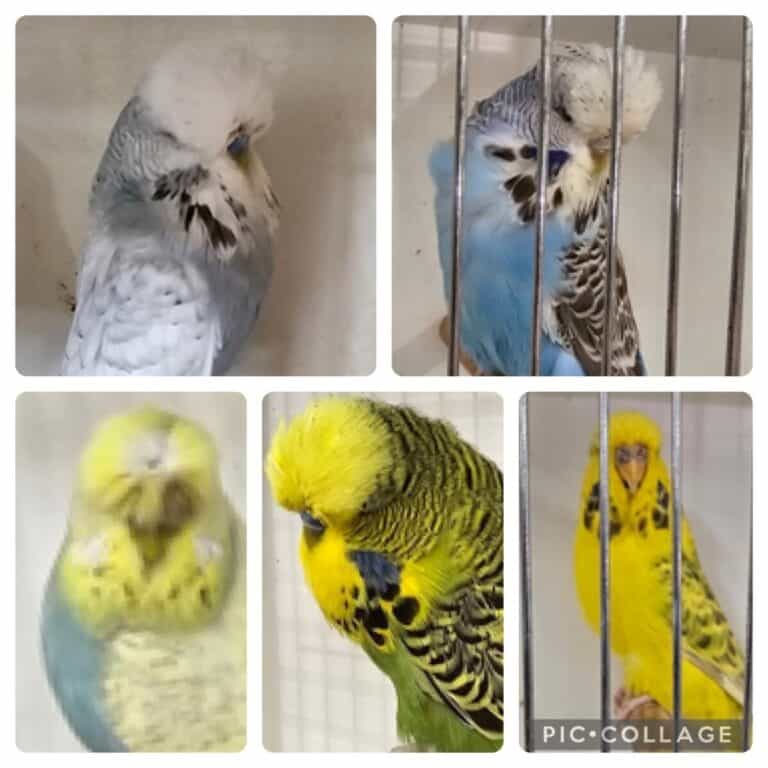 DT1 Budgies Auction 3