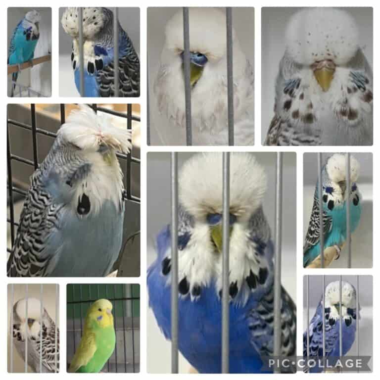 North East Budgerigar Society, NEBS Auction 3