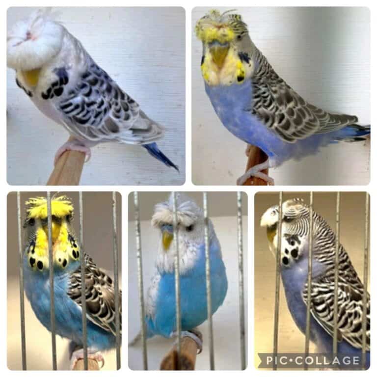 BSSA Pet Bird Auction 6 2025