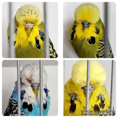 Matthew Troy 2025 Budgerigar Auction