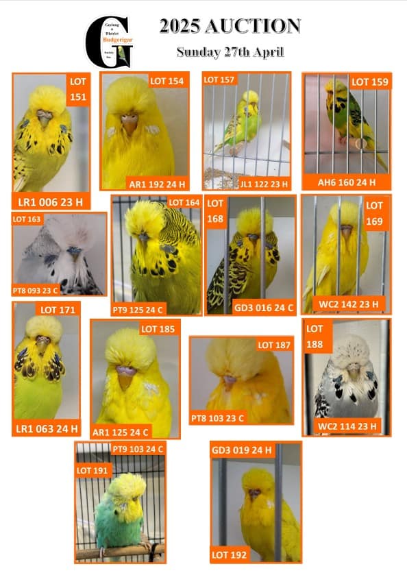 Geelong Budgie Auction 2025