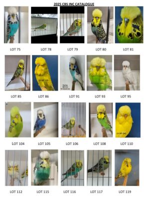 Capricornia Budgerigar Auction 2025