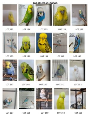 Capricornia Budgerigar Auction 2025
