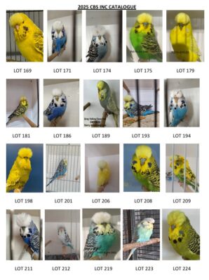Capricornia Budgerigar Auction 2025