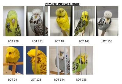 Capricornia Budgerigar Auction 2025