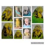 BSSA Auction 12 2025