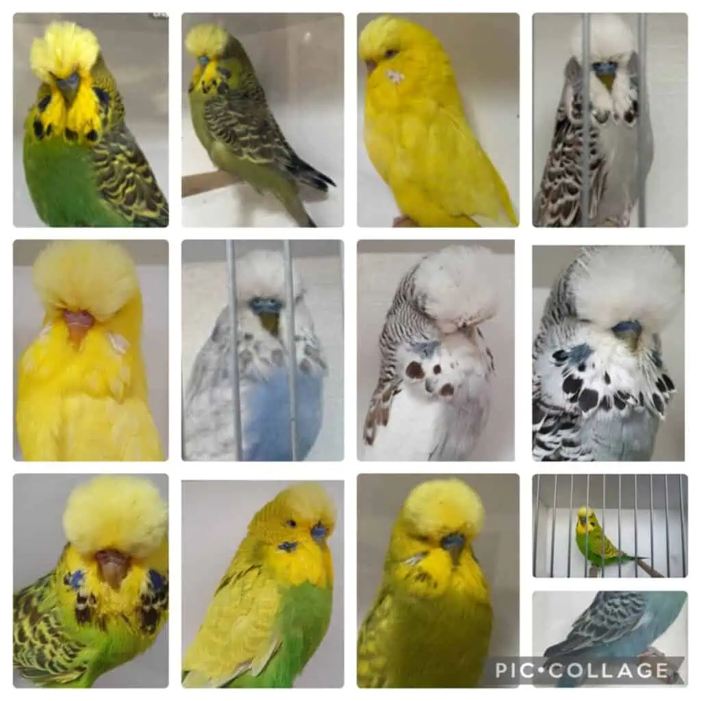 BSSA Budgerigar Auction 13 2025