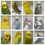BSSA Budgerigar Auction 13 2025