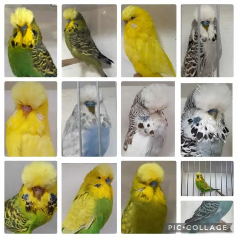 BSSA Budgerigar Auction 13 2025