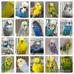 NEBS Mega Auction 1 2025
