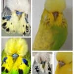 BNSBS June 2025 Budgerigar Auction
