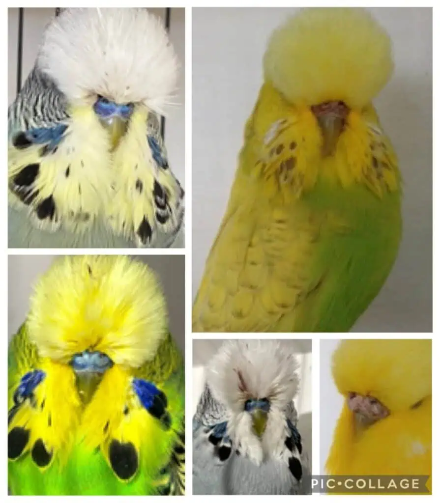 BNSBS June 2025 Budgerigar Auction