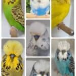 BSSA Auction 14 2025
