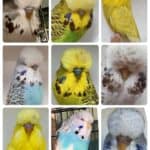 BSSA Budgerigar Auction 17 2025