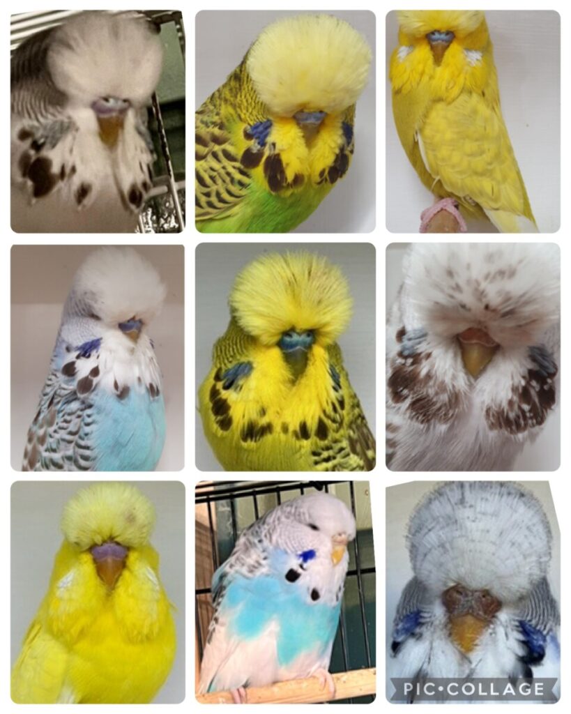 BSSA Budgerigar Auction 17 2025