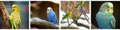 Budgie Sounds, Budgerigar Sounds
