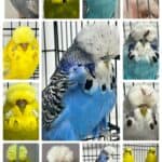 NEBS June 2025 Mega Auction