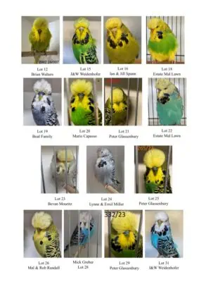 SQBBA Auction 2025, Budgerigar Auction