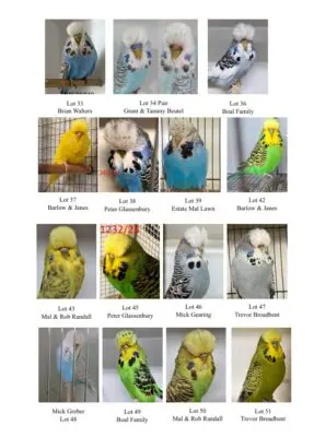 SQBBA Auction 2025, Budgerigar Auction