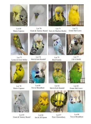 SQBBA Auction 2025, Budgerigar Auction