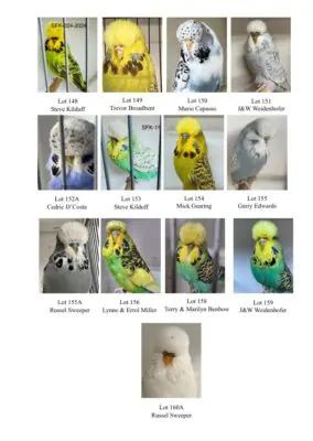 SQBBA Auction 2025, Budgerigar Auction