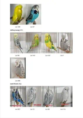 Eastern Districts 2025 Budgerigar Auction