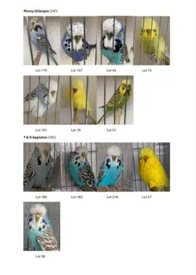 Eastern Districts 2025 Budgerigar Auction