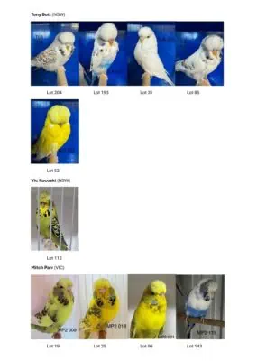 Eastern Districts 2025 Budgerigar Auction