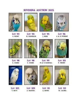 Riverina 2025 Budgerigar Auction