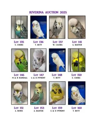 Riverina 2025 Budgerigar Auction