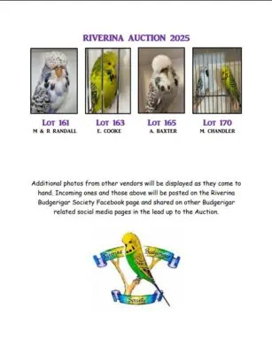 Riverina 2025 Budgerigar Auction