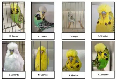 MBC 2025 Budgerigar Auction