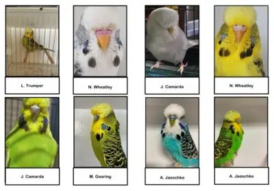 MBC 2025 Budgerigar Auction