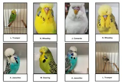 MBC 2025 Budgerigar Auction