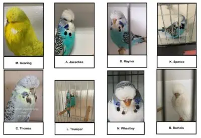 MBC 2025 Budgerigar Auction