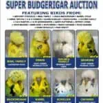 Hills Budgerigar Auction 2025