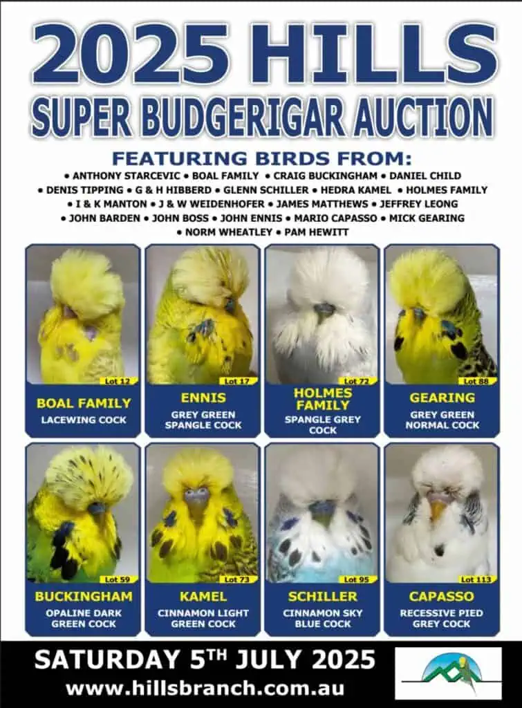 Hills Budgerigar Auction 2025