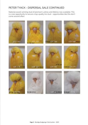 Bendigo Budgerigar Auction 2025