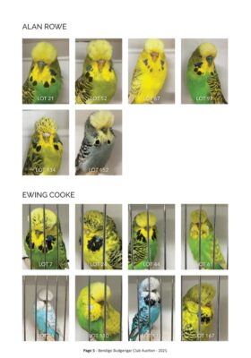 Bendigo Budgerigar Auction 2025