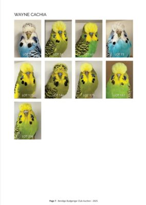 Bendigo Budgerigar Auction 2025