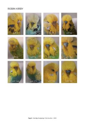 Bendigo Budgerigar Auction 2025