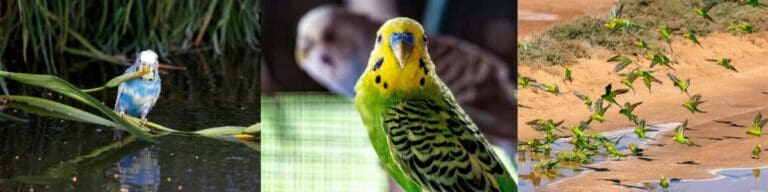 bathing budgies, budgerigar bath, budgerigar bathing, washing your budgerigar