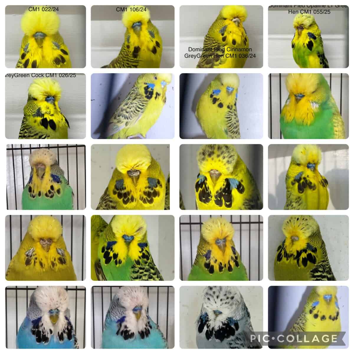 BNSBS Auction March 2026 