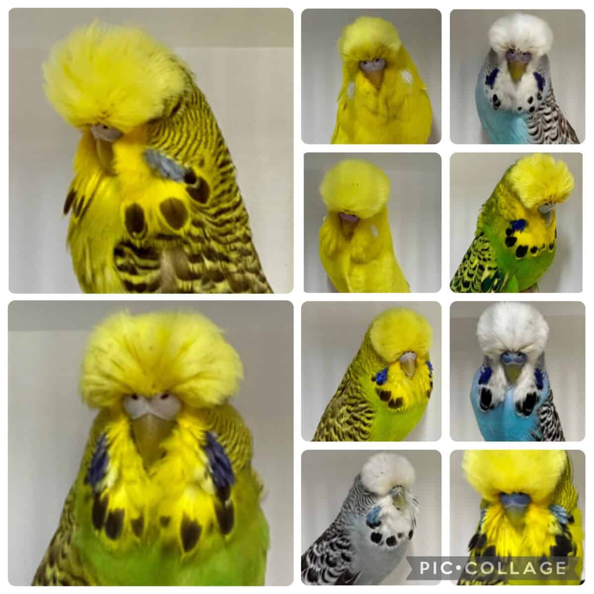 Bill Schultz Budgerigar Reduction Sale 2026