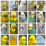 NEBS Mega Auction April 2026