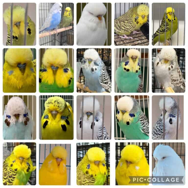 NEBS Mega Auction April 2026