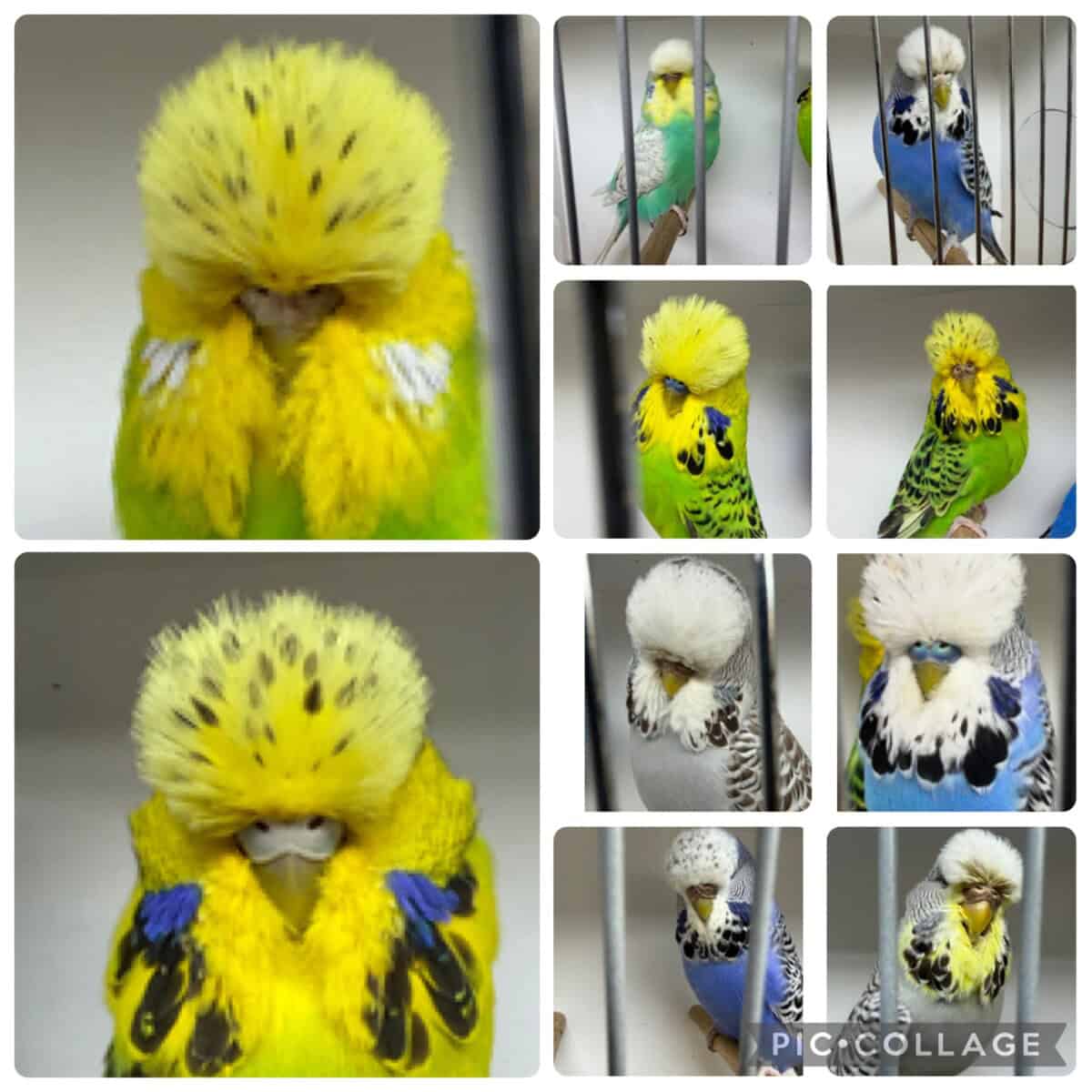 NB4 Budgerigar Auction 5 2026, Nash Beniamin Auction 2026