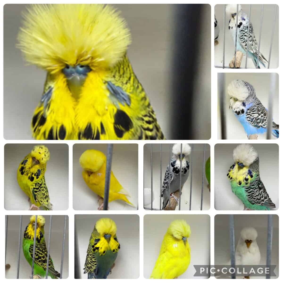 Nash Beniamin Budgerigar Reduction Sale 2026