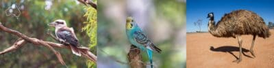 Australian Native Birds