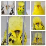 Troy Family Auction 1 2026